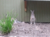 kangourou Nowra park.jpg